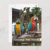 Carte Postale deux oiseaux macaw ou perroquets (Devant / Derrière)