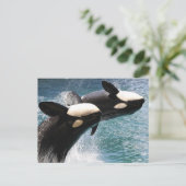 Carte Postale Deux orques sautant hors de l'eau (Debout devant)