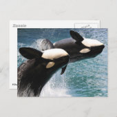 Carte Postale Deux orques sautant hors de l'eau (Devant / Derrière)