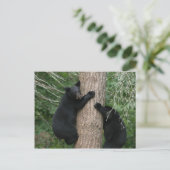 Carte Postale deux ours dans un arbre (Debout devant)