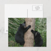 Carte Postale deux ours dans un arbre (Devant / Derrière)
