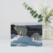 Carte Postale Deux ours polaires (Debout devant)