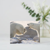 Carte Postale Deux ours polaires (Debout devant)