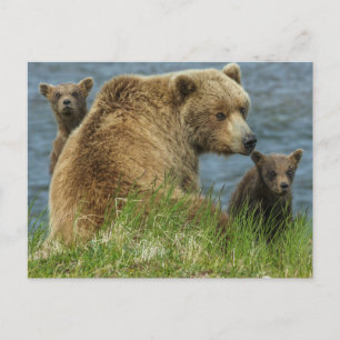 Carte Postale Deux oursons bruns avec leur mère au bord de l'eau