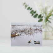 Carte Postale Deux paires de canards (Debout devant)