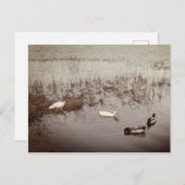 Carte Postale Deux paires de canards (Devant / Derrière)