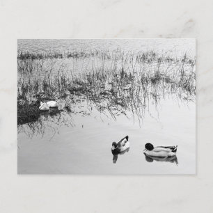 Carte Postale Deux paires de canards en noir et blanc