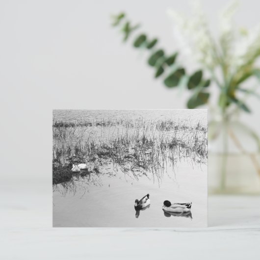 Carte Postale Deux paires de canards en noir et blanc (Debout devant)