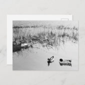 Carte Postale Deux paires de canards en noir et blanc (Devant / Derrière)