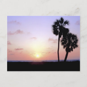 Carte Postale Deux palmiers