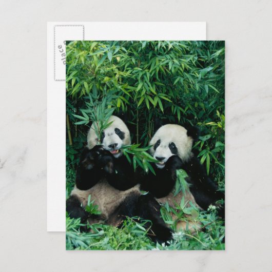 Carte Postale Deux pandas mangeant du bambou ensemble, Wolong, 2 (Devant / Derrière)