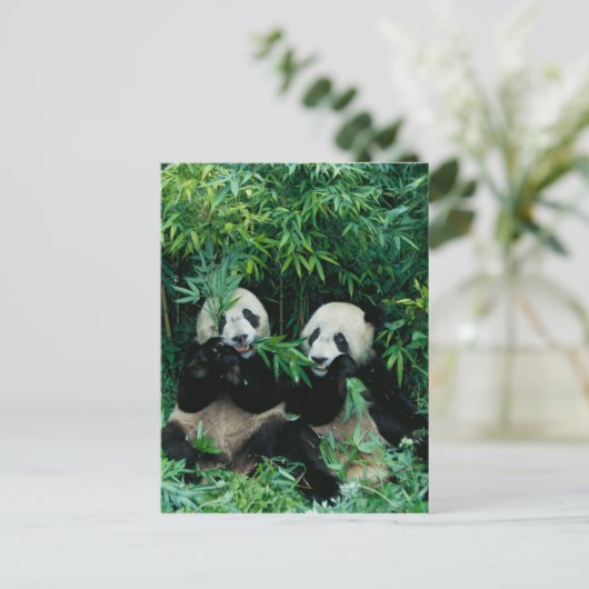 Carte Postale Deux pandas mangeant du bambou ensemble, Wolong, 2 (Debout devant)