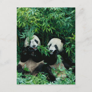 Carte Postale Deux pandas mangeant du bambou ensemble, Wolong, 2