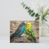 Carte Postale Deux parakeets (Debout devant)