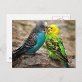 Carte Postale Deux parakeets (Devant / Derrière)