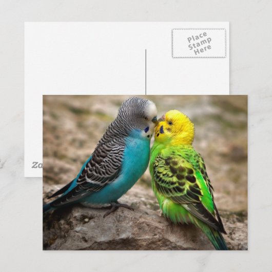 Carte Postale Deux parakeets (Devant / Derrière)