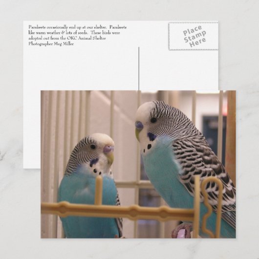 Carte Postale Deux parakeets (Devant / Derrière)