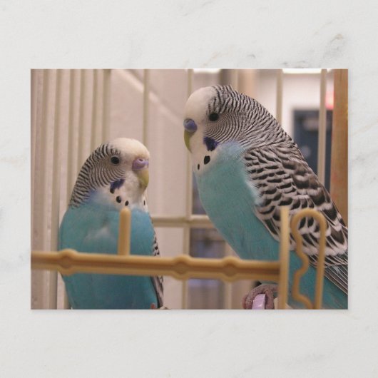 Carte Postale Deux parakeets (Devant)