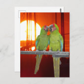 Carte Postale Deux perroquets verts coucher de soleil do-it-your (Devant / Derrière)