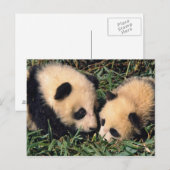 Carte Postale Deux petits animaux de panda dans le buisson en (Devant / Derrière)