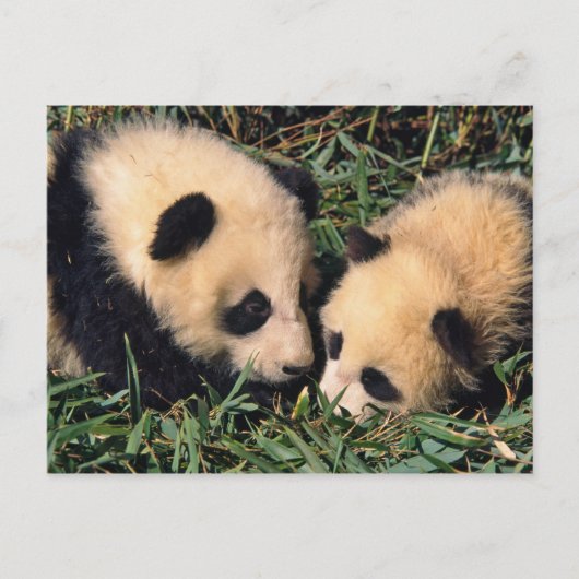 Carte Postale Deux petits animaux de panda dans le buisson en (Devant)