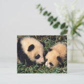 Carte Postale Deux petits animaux de panda dans le buisson en (Debout devant)