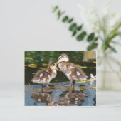 Carte Postale Deux petits canards (Debout devant)