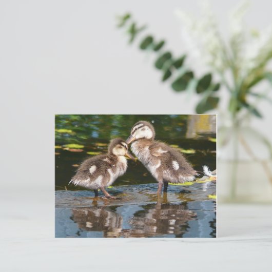 Carte Postale Deux petits canards (Debout devant)