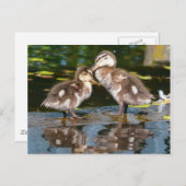 Carte Postale Deux petits canards (Devant / Derrière)