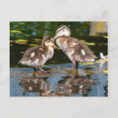 Carte Postale Deux petits canards (Devant)