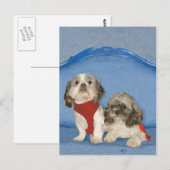 Carte Postale Deux Petits Chiites Tzu Secourent Des Doggies (Devant / Derrière)