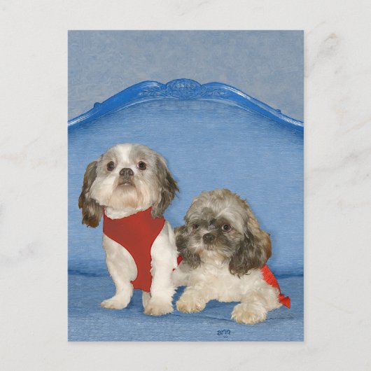 Carte Postale Deux Petits Chiites Tzu Secourent Des Doggies (Devant)