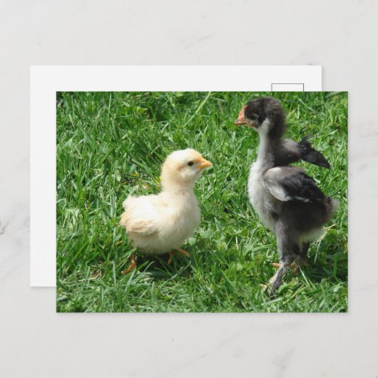 Carte Postale Deux petits désaccords (Devant / Derrière)