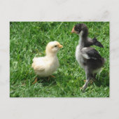 Carte Postale Deux petits désaccords (Devant)