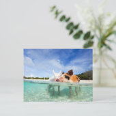 Carte Postale Deux petits porcelets (Debout devant)