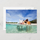 Carte Postale Deux petits porcelets (Devant / Derrière)