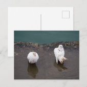 Carte Postale Deux pigeons blancs dans une flaque (Devant / Derrière)