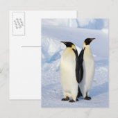 Carte Postale Deux pingouins empereurs en Antarctique (Devant / Derrière)