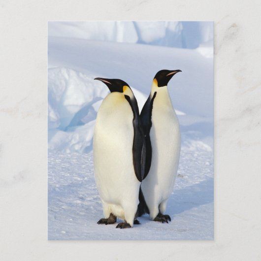 Carte Postale Deux pingouins empereurs en Antarctique (Devant)