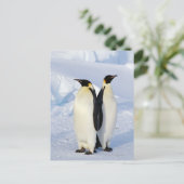 Carte Postale Deux pingouins empereurs en Antarctique (Debout devant)