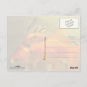 Carte Postale Deux poissons rouges (Dos)