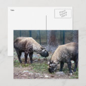 Carte Postale deux prises (Devant / Derrière)