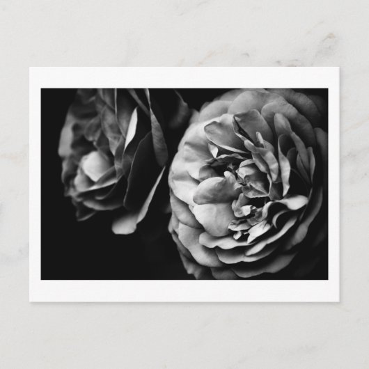 Carte Postale deux roses (Devant)