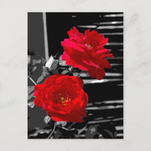 CARTE POSTALE DEUX ROSES ROUGES