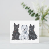 Carte Postale Deux Scotties et un Westie (Debout devant)