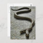 Carte Postale Deux Serpent À Tête (Devant / Derrière)