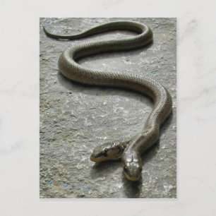 Carte Postale Deux Serpent À Tête