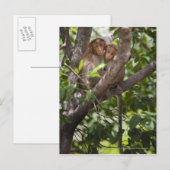 Carte Postale Deux Singes Dans Un Arbre (Devant / Derrière)
