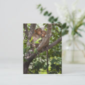 Carte Postale Deux Singes Dans Un Arbre (Debout devant)