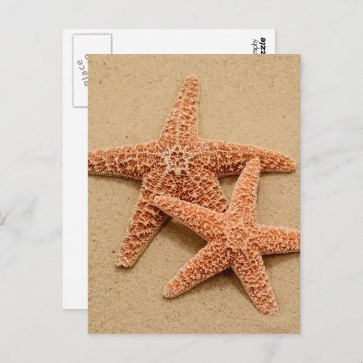 Carte Postale Deux Starfish à sucre (Devant / Derrière)
